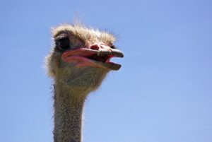 Ostriches roaming at the Ostrich Farm in Curaçao, where visitors can learn about these fascinating birds and enjoy unique experiences.