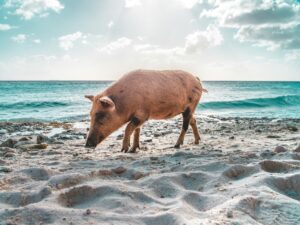 Playa Porto Mari Curaçao with white sand, turquoise sea, and the famous double reef for snorkeling and diving.