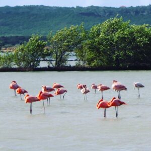 Tourists enjoying activities and guided tours in Curaçao