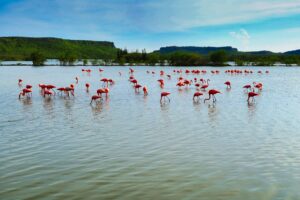 Flamingos wading through the pink waters of the Zoutpannen salt flats in Curaçao, creating a beautiful natural contrast with the landscape.