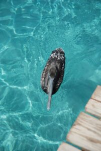 Travelers exploring Curaçao on a budget, visiting colorful Willemstad, local markets, and free beaches.