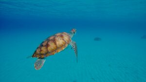 A sea turtle gliding gracefully through the crystal-clear waters of Curaçao, a favorite for snorkeling and diving.