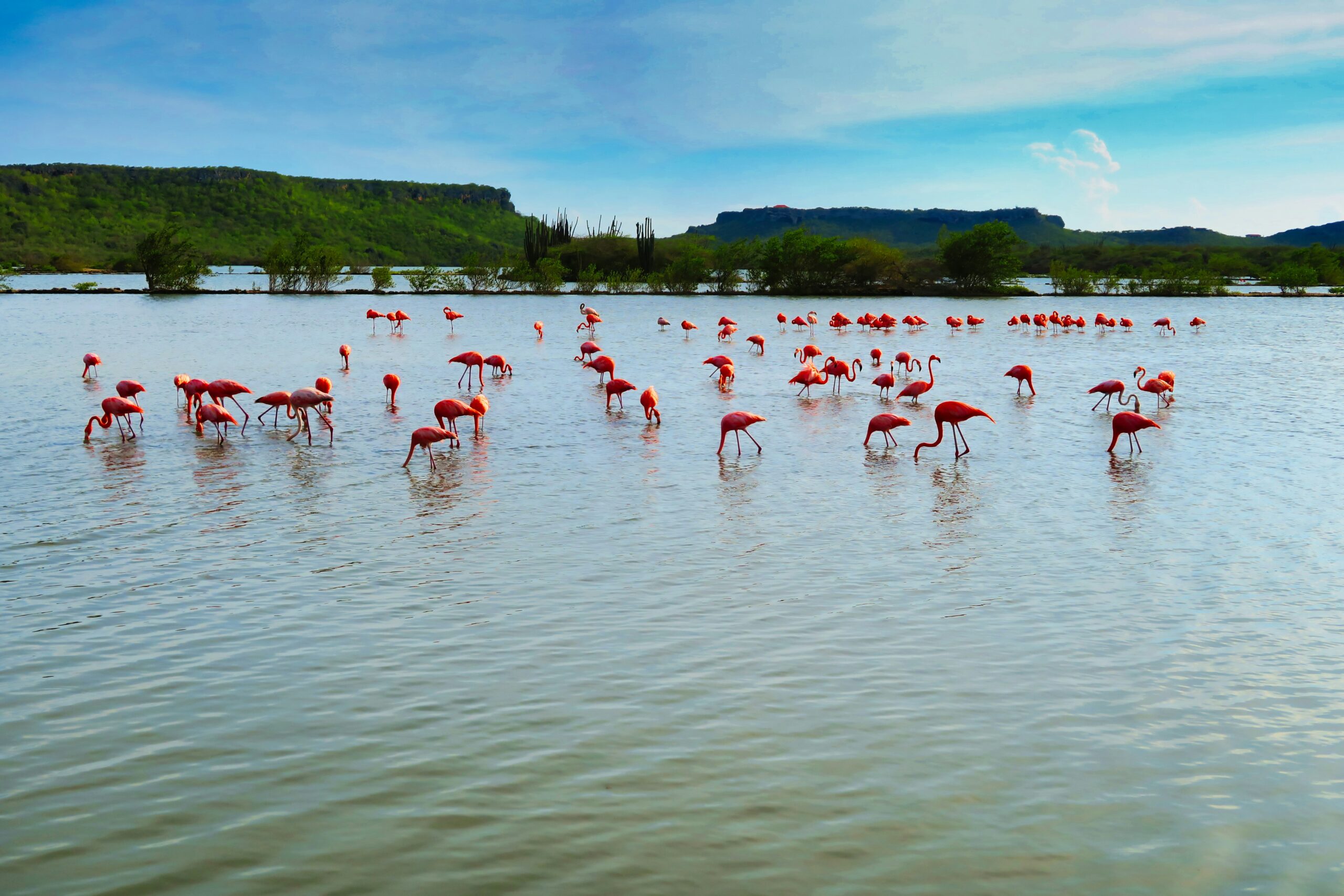Flamingos in the salt flats of Jan Kok, Sint Willibrordus, Curaçao, surrounded by stunning natural scenery.