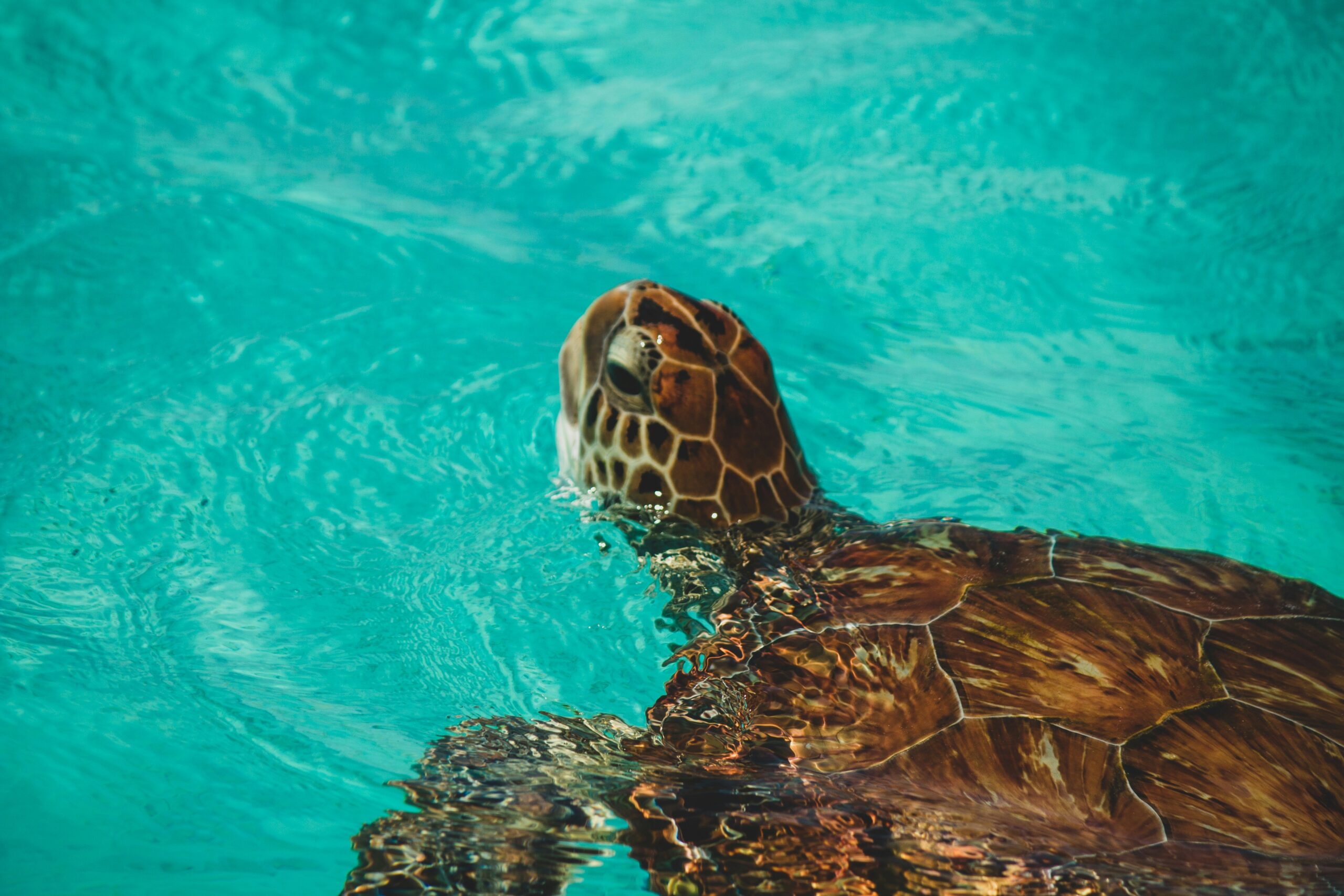 A sea turtle gracefully swimming in the crystal-clear waters of Curaçao, a popular destination for turtle watching and snorkeling.