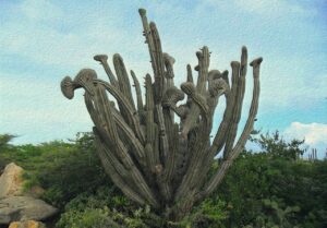 Exploring the fascinating Hato Caves in Curaçao, with ancient stalactites, stalagmites, and prehistoric petroglyphs.