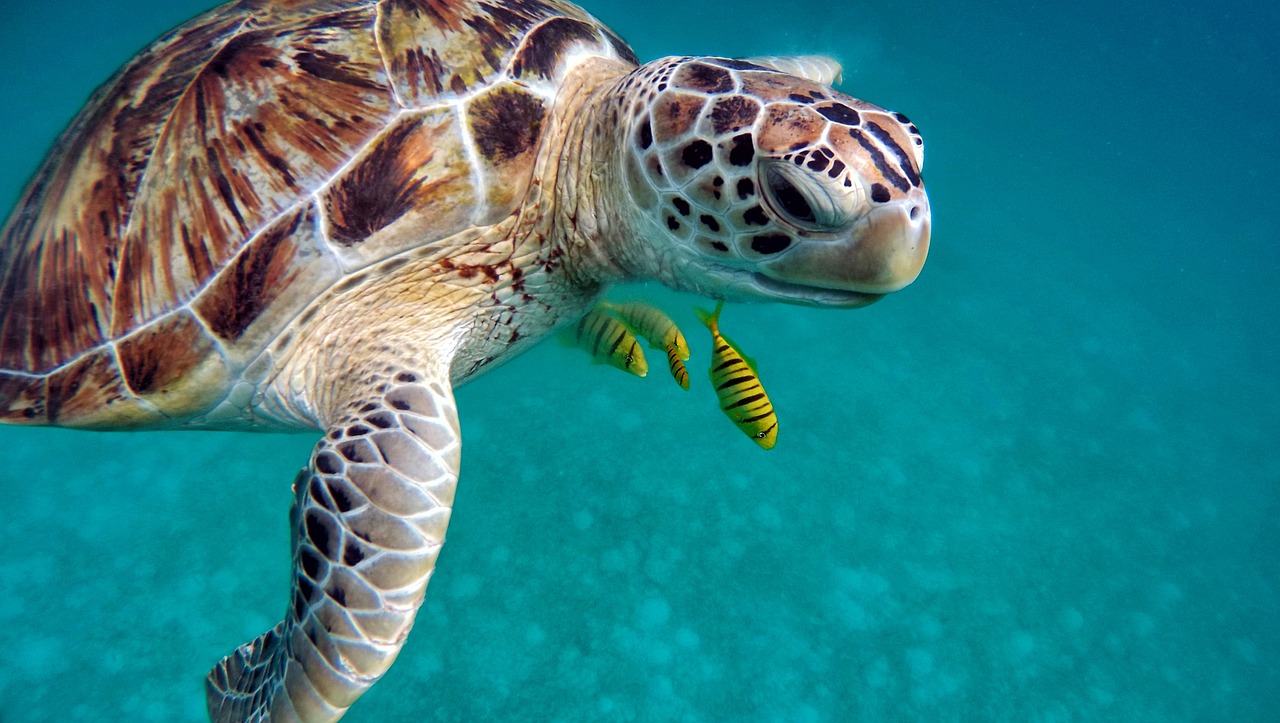 A sea turtle swimming in the crystal-clear waters of Playa Grandi, Curaçao, a popular spot for turtle watching.