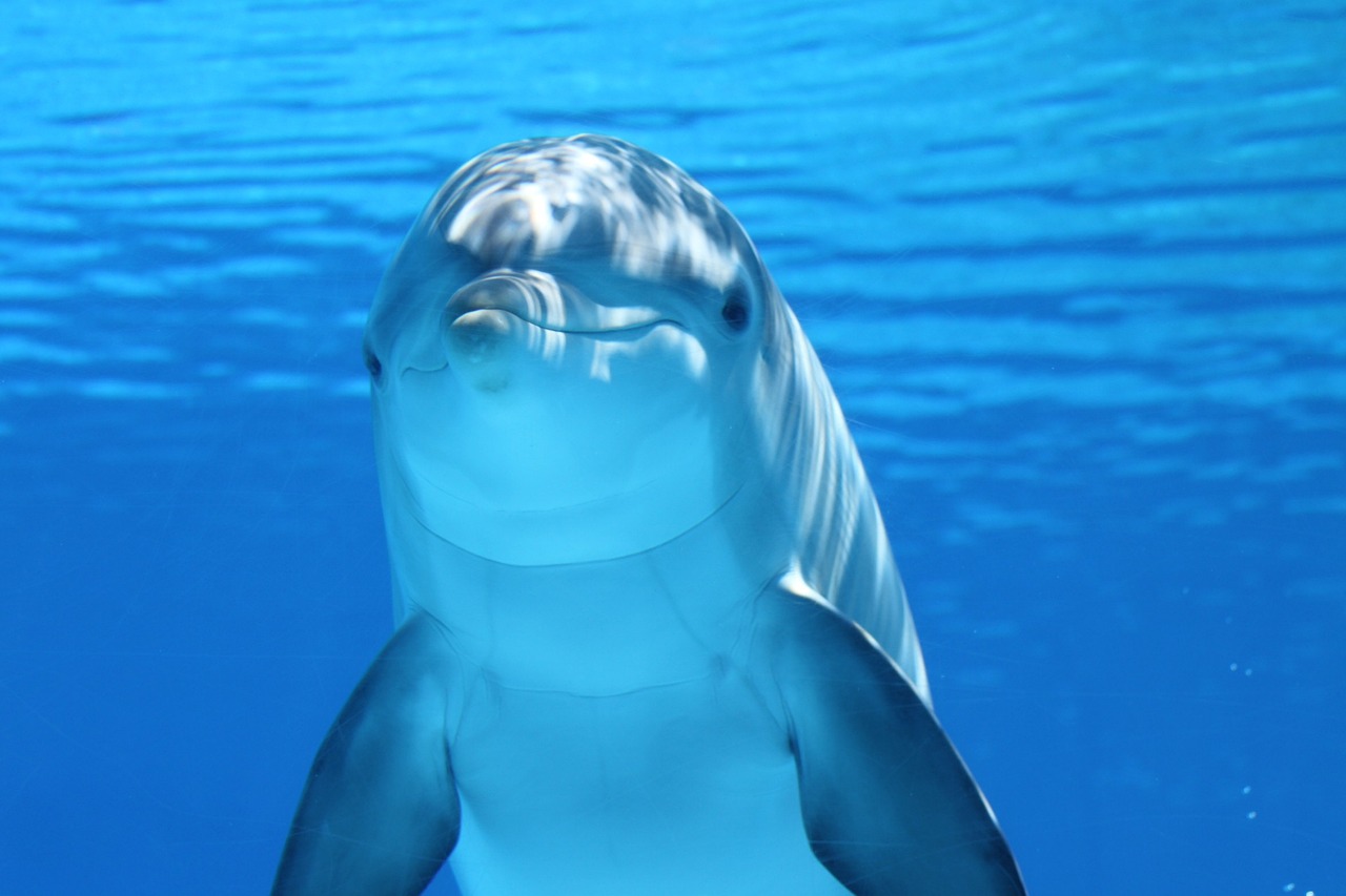 The Curacao Bible dolphin