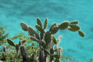 Curaçao beach with clear skies, turquoise sea, and palm trees, showing the island’s sunny Caribbean weather.