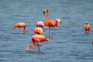 Beach essentials for a Curaçao vacation – travel gear and packing items for the Caribbean”